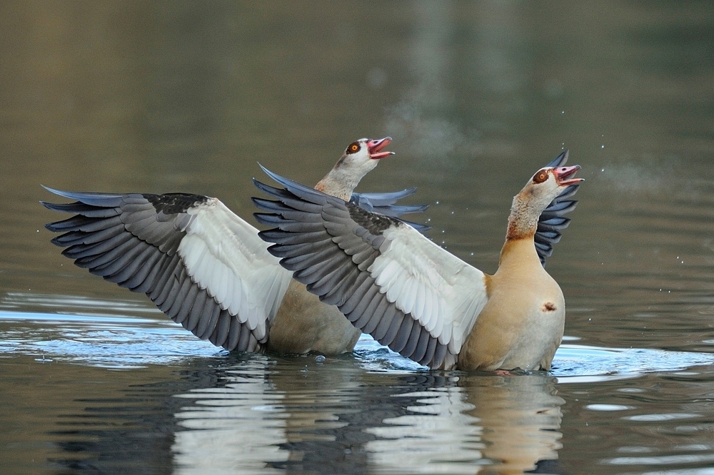 Nilgänse