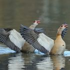 Nilgänse