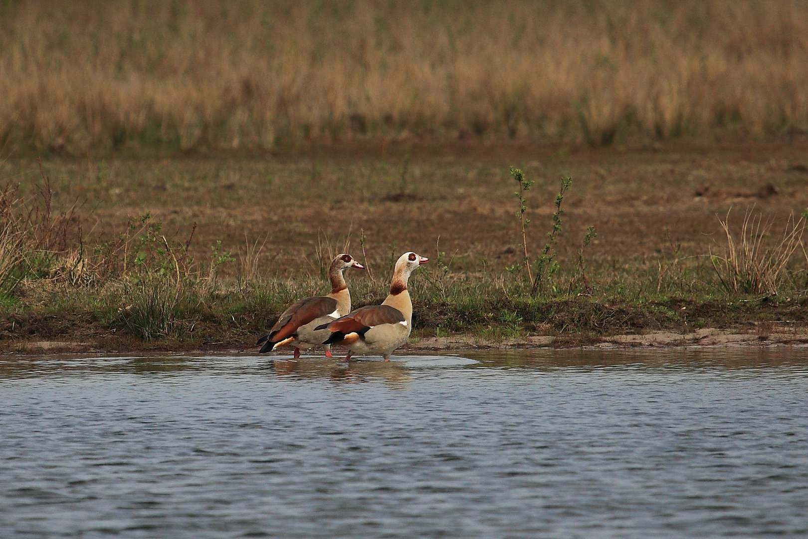 Nilgänse