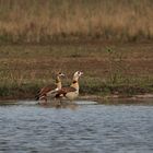 Nilgänse