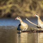 Nilgänse