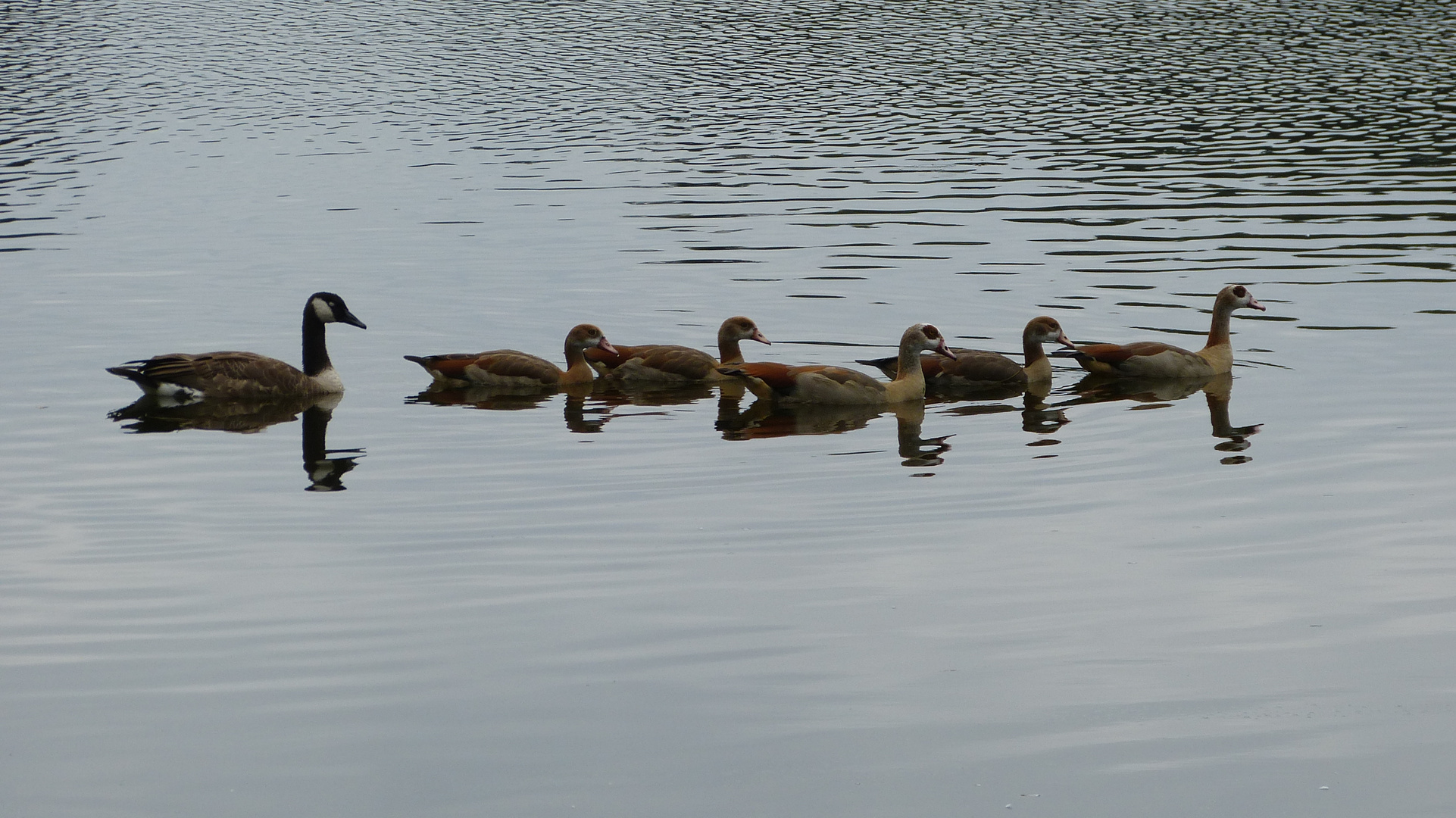 Nilgänse