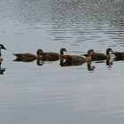 Nilgänse