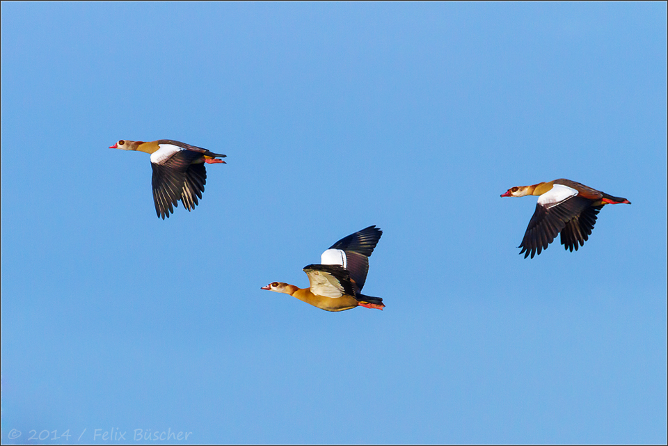 Nilgänse