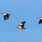 Nilgänse