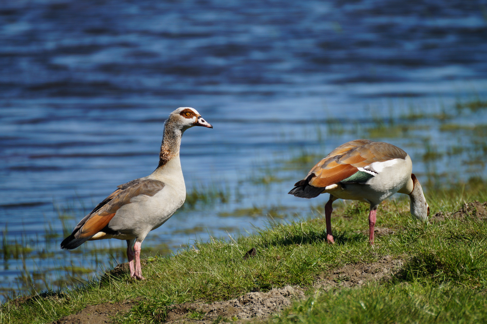 Nilgänse