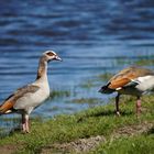 Nilgänse