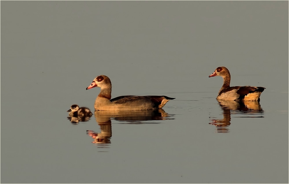 Nilgänse