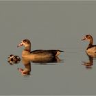 Nilgänse