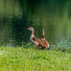 Nilgänse