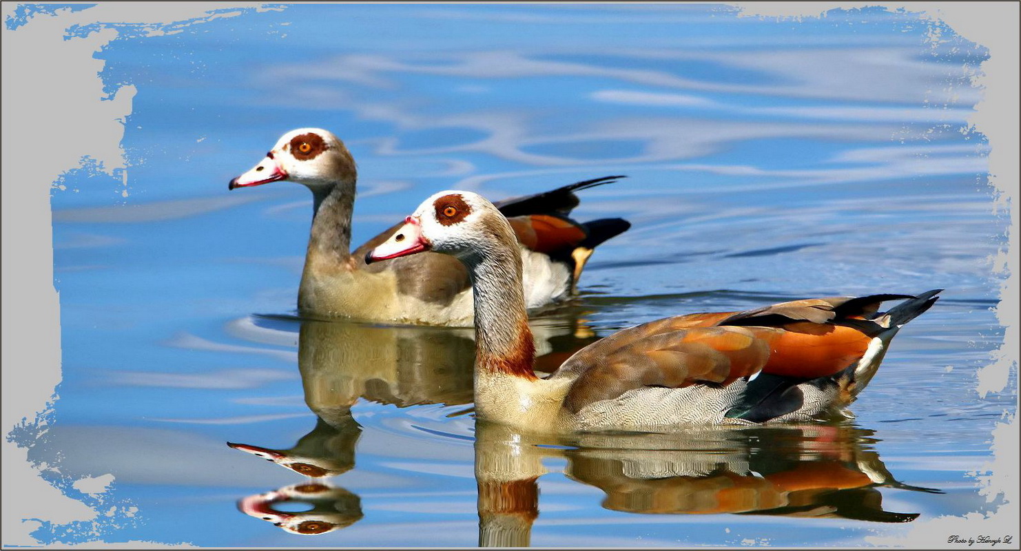 Nilgänse