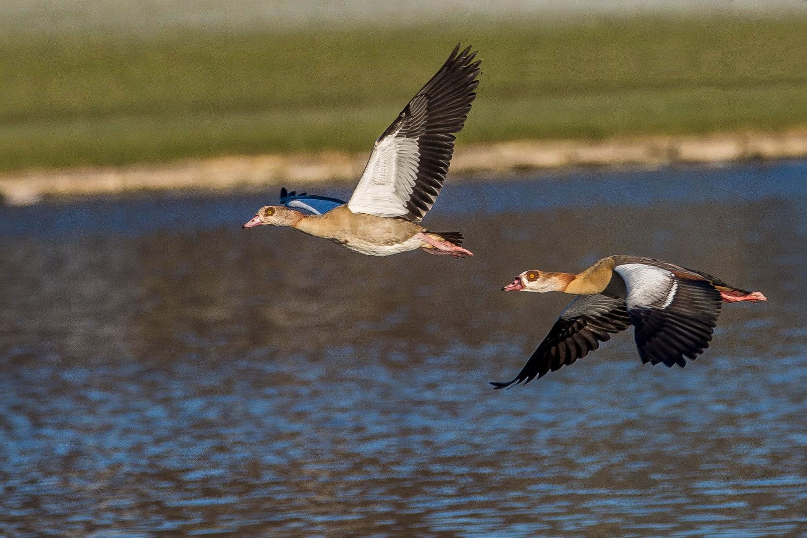 Nilgänse