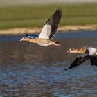 Nilgänse