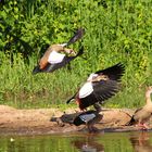 Nilgänse