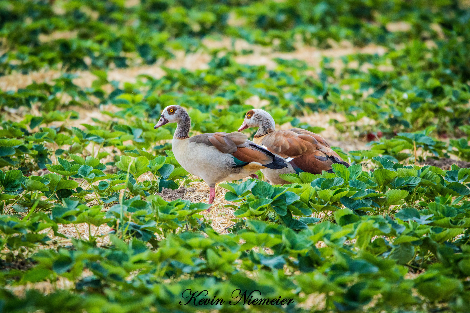 Nilgänse