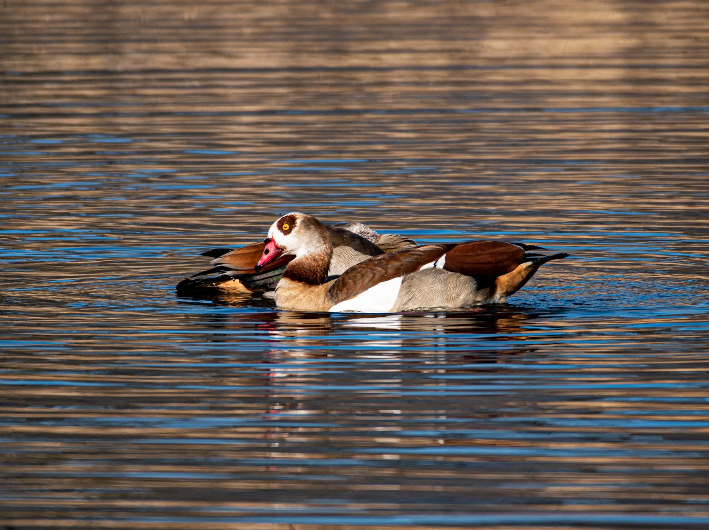 Nilgänse