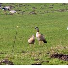 Nilgänse