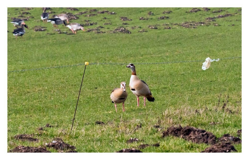 Nilgänse