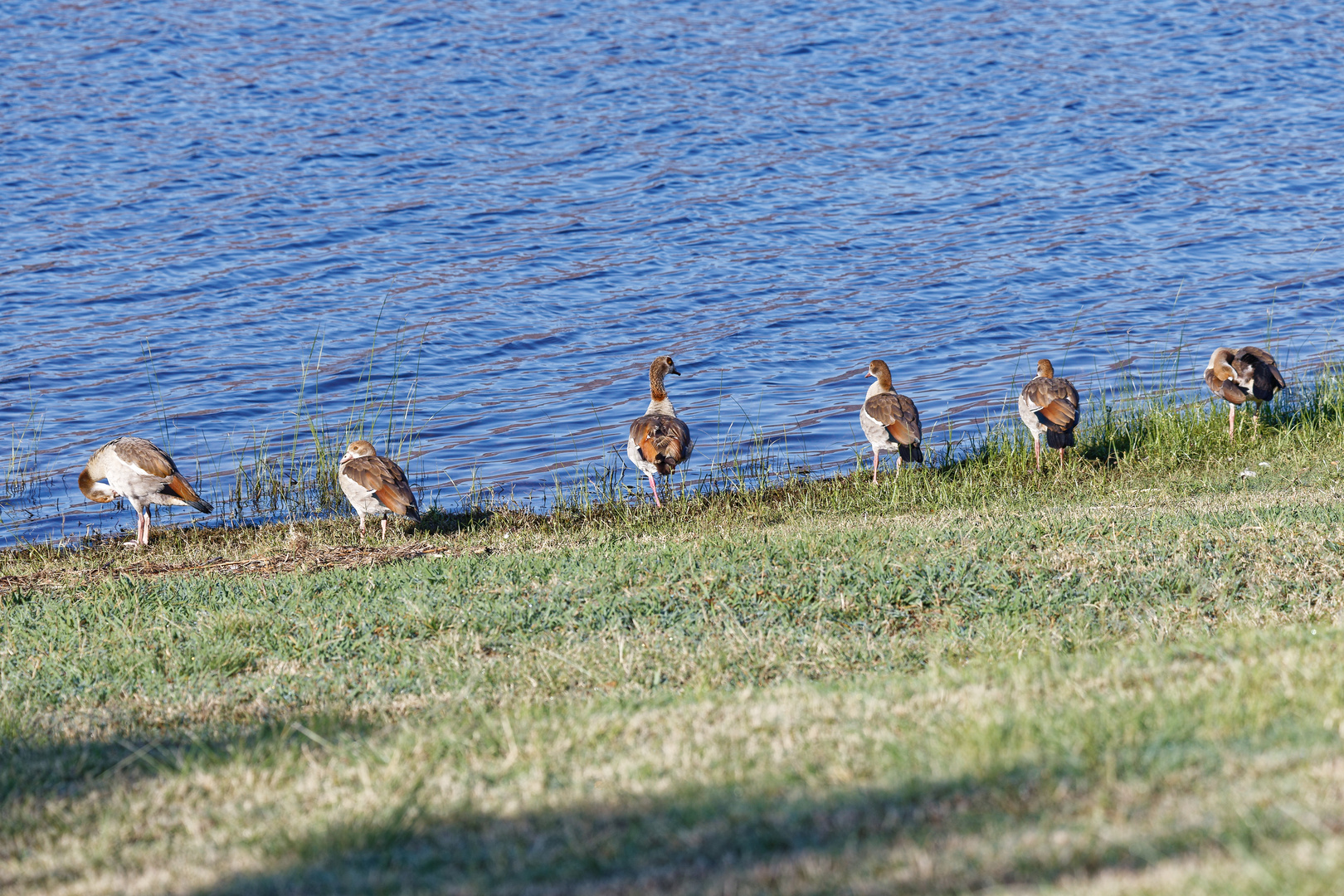 Nilgänse