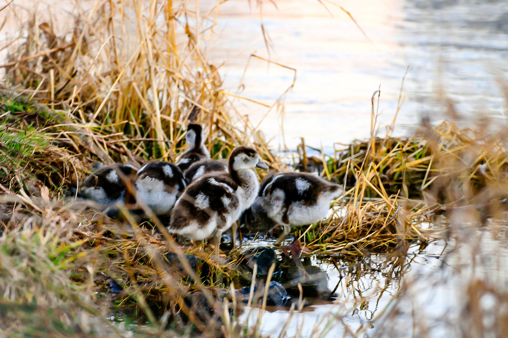 Nilgänse 