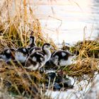 Nilgänse 