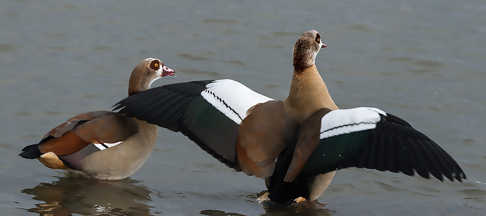 Nilgänse