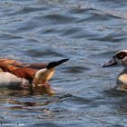 Nilgänse