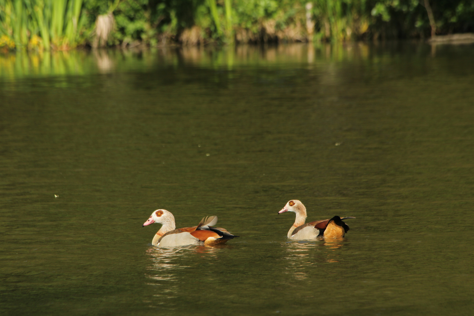 Nilgänse?