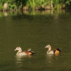 Nilgänse?