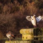 Nilgänse