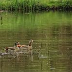 Nilgänse