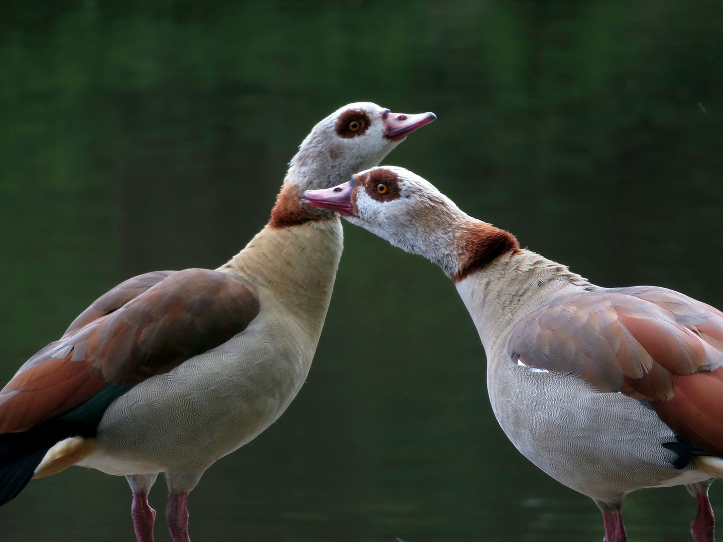 Nilgänse