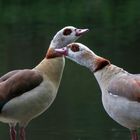 Nilgänse