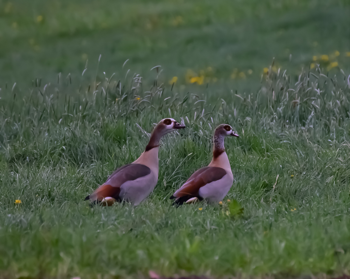 Nilgänse !!!!