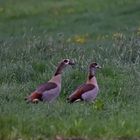 Nilgänse !!!!