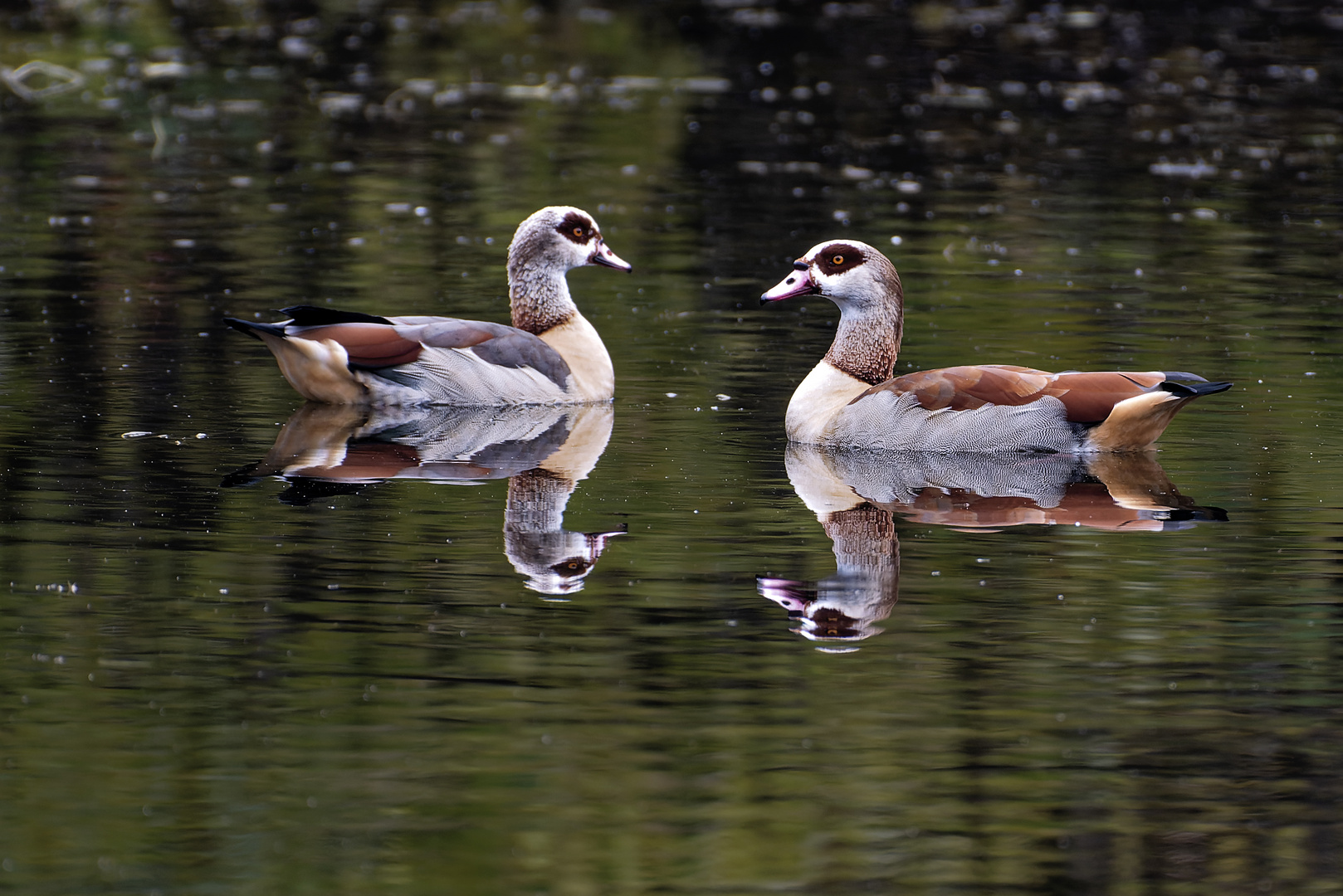 Nilgänse