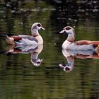 Nilgänse