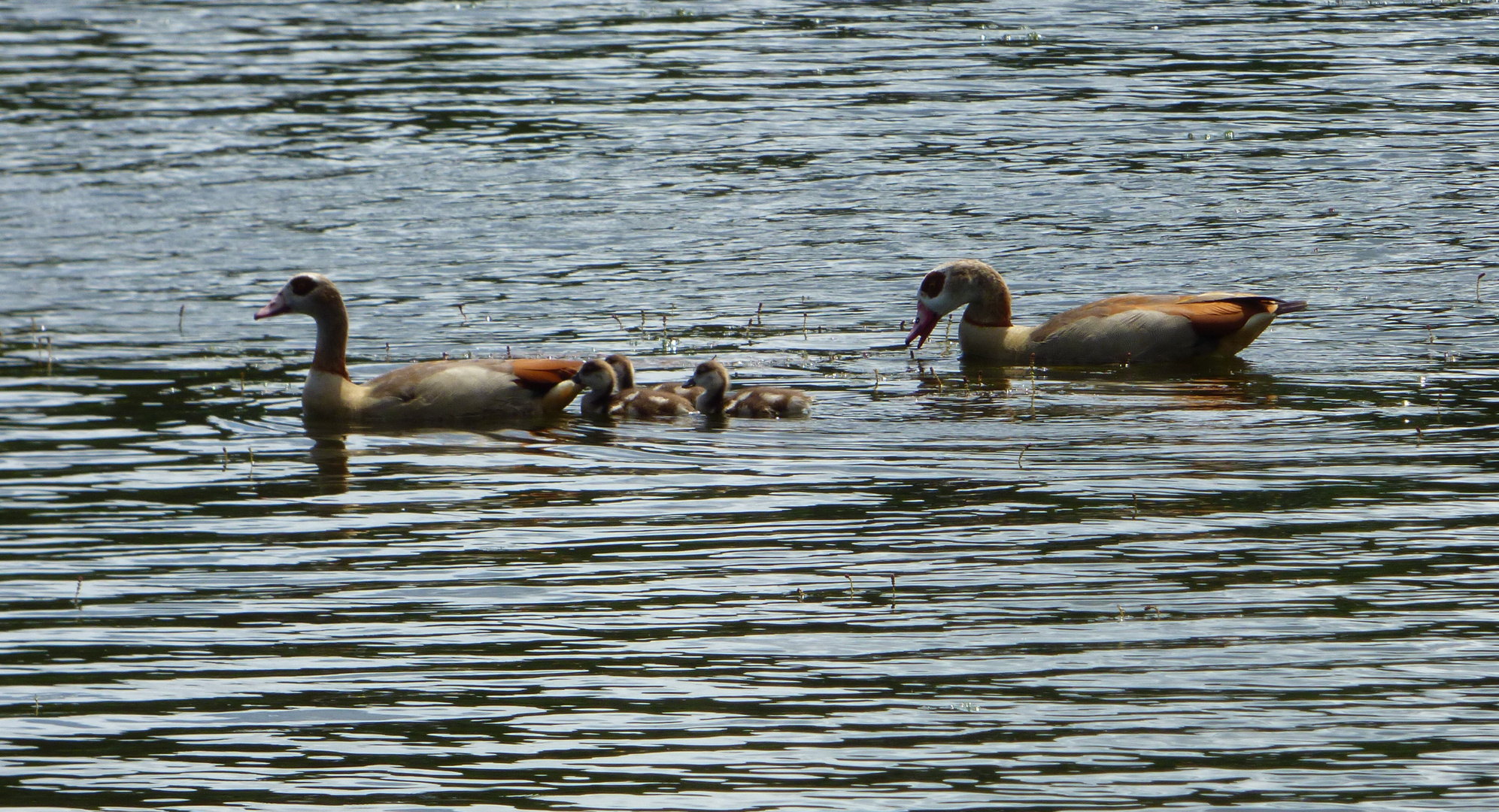 Nilgänse 