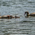 Nilgänse 