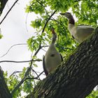 Nilgänse...