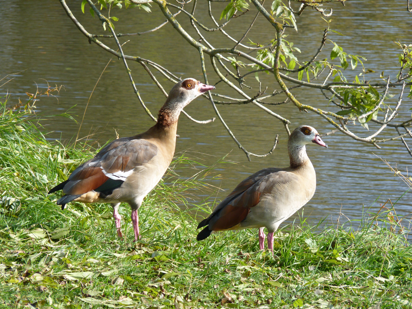 Nilgänse