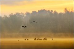 Nilgänse