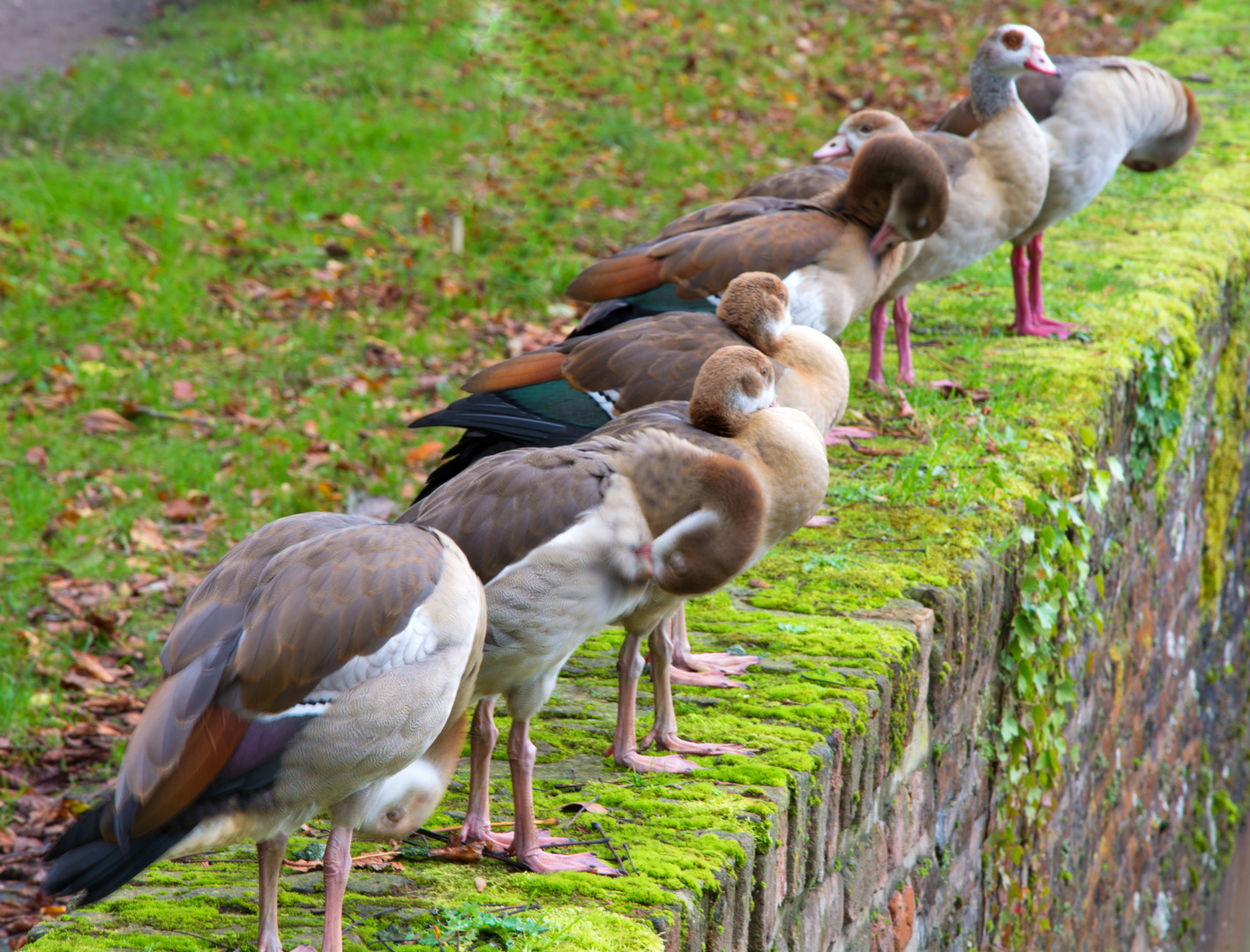 Nilgänse