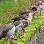 Nilgänse