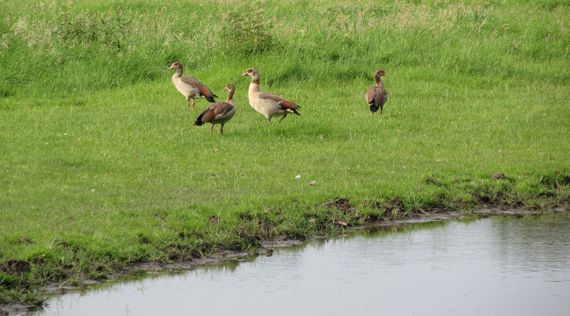 Nilgänse ...