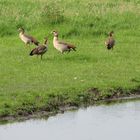 Nilgänse ...