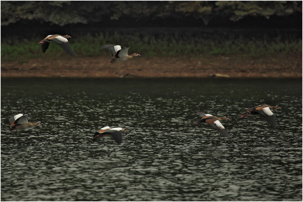 Nilgänse