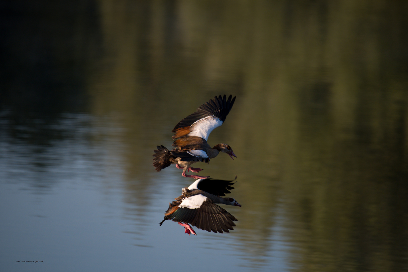 Nilgänse