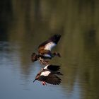 Nilgänse