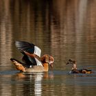 Nilgänse